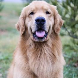 Bruno - Golden Retriever