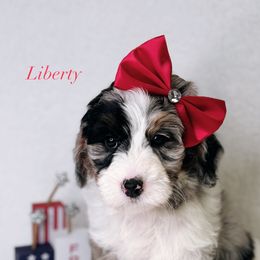Liberty - Blue merle female Bernedoodle puppy in Williamson, New York from Lakeside Doodles
