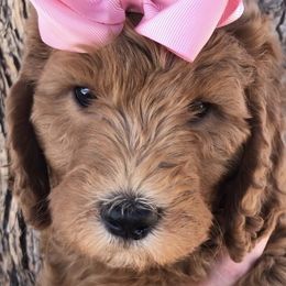 Goldendoodle Puppies from Penny Doodles
