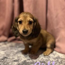 Dachshund Puppies from The long dogs of indiana