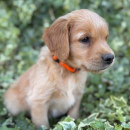 AKC Titles, OFA, DNA Clear - Dark golden male Golden Retriever puppy in San Martin, California from Church Creek Retrievers