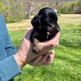 Midnight - Black and tan male Dachshund puppy in Milroy, Pennsylvania from Not Your Average Weiner