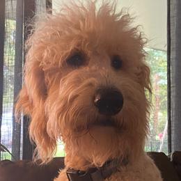 Ollie - Goldendoodle