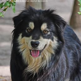 Angel - Miniature Australian Shepherd