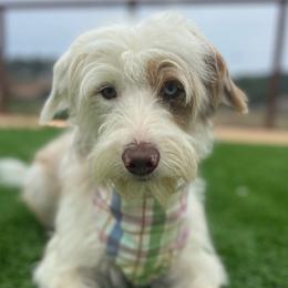 Sadie - Bordoodle