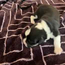 Pembroke Welsh Corgi Puppies from Simply loved corgis
