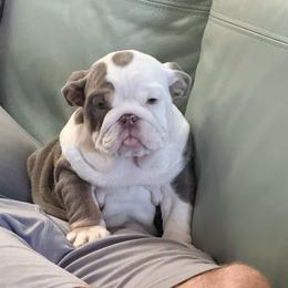 Harley Quinn - Lilac tri-color female Bulldog puppy in Lakeland, Florida from Bulldog Chronicles