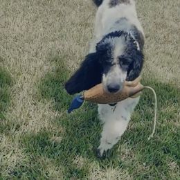 Hank - Poodle