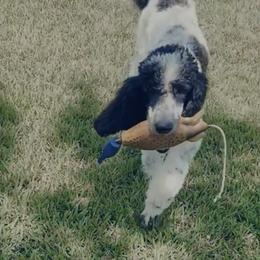 Hank - Poodle