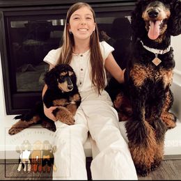 Poodle All Grown Up from Poodles of Pony Express