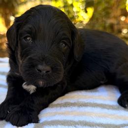Fester - Black and white male Aussiedoodle puppy in Mulino, Oregon from Korbella Farm