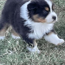 Australian Shepherd Puppies from South Ridge Aussies