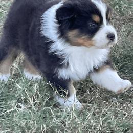 Australian Shepherd Puppies from South Ridge Aussies