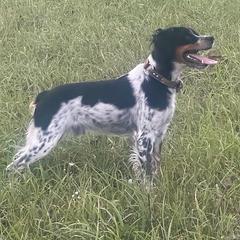 English Cocker Spaniels and French Brittanys from HHF gun dogs