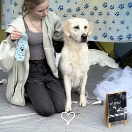 Millie - Golden Retriever