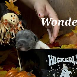 Wonder - White and blue female Rat Terrier puppy in Booneville, Mississippi from Emerald Rat Terriers