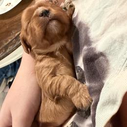 Cavalier King Charles Spaniel Puppies from 5dubs Cavaliers