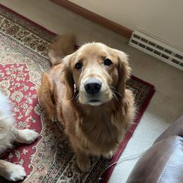 Libby - Golden Retriever