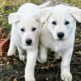 German Shepherd Puppies from Army Vet-German Shepherds