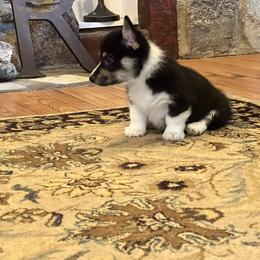 8 - Black and tan female Pembroke Welsh Corgi puppy in Sparta, New Jersey from CrestCottage Corgis