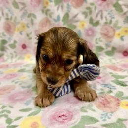 Snowden- 2700- traveling to North Carolina for delivery - Cream male Dachshund puppy in Biloxi, Mississippi from Southern Doxies Ms