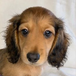 Daisy - Piebald female Dachshund puppy in Saint Petersburg, Florida from Sunshine Doxie Ranch