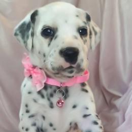 Angel Dust (Light Pink Collar Female) LUA - White and black female Dalmatian puppy in Raymondville, Missouri from Wagner's Dalmatian's