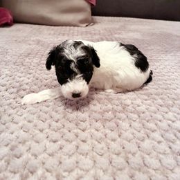 Berenice IV - Parti female Poodle puppy in Jersey City, New Jersey from Tuts Pups Cafe