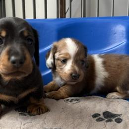 Dachshunds from Michael Egnor