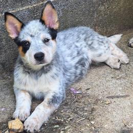 Bristol - Blue mottled female Australian Cattle Dog puppy in Knoxville, Tennessee from Shada Australian Cattle Dogs