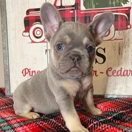 French Bulldogs from Lakeside Frenchies