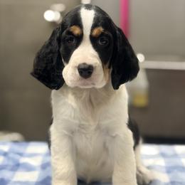 Sailor - Black white and tan male English Springer Spaniel puppy in Palmdale, California from Legacy