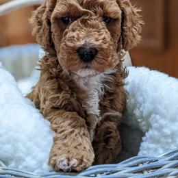 Aussiedoodle, Cavapoo, and Poodle Puppies from Robin's Nest Farm
