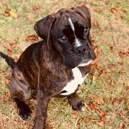 Boxers from Rumar Boxers