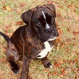 Boxers from Rumar Boxers