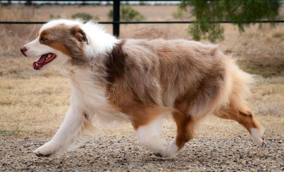 Red merle MAS trotting