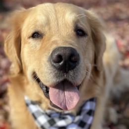 Bernedoodles, Bernese Mountain Dogs, Goldendoodles, and Golden Retrievers from Goldens and Doods of TN