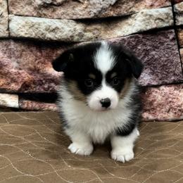 Boy 3 - Black and tan male Pembroke Welsh Corgi puppy in Visalia, California from VIP Stables