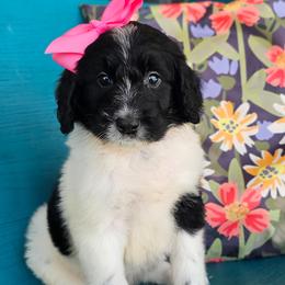 Miss Piggy - female Newfypoo puppy in Hardin, Kentucky from Bluegrass Newfypoos
