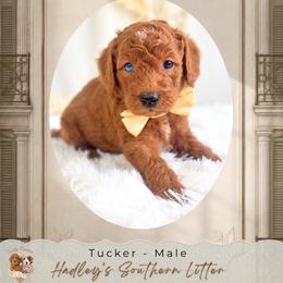 Tucker - Red  male Goldendoodle puppy in Norcross, Georgia from Teddy Puppies