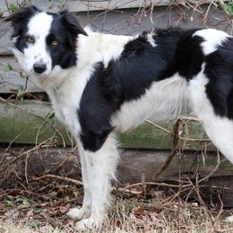Sadie - Border Collie