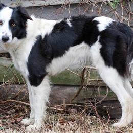Sadie - Border Collie