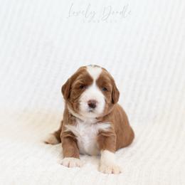 Lavender Collar Girl - Caramel red female Australian Labradoodle puppy in Thousand Oaks, California from Lovely Doodle Lane