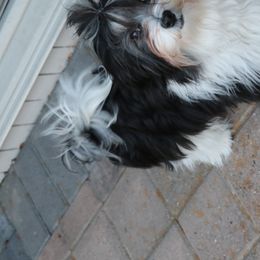 Havanese Puppies from Contigo Havanese