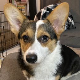 Mina - Pembroke Welsh Corgi