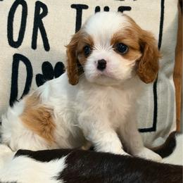 Rocco - Blenheim male Cavalier King Charles Spaniel puppy in Kidder, South Dakota from Continental Cavaliers