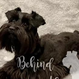 Fen - Miniature Schnauzer