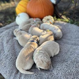 Girl 4 - female Golden Retriever puppy in Meriden, Kansas from Sunkissed Retrievers