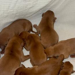 Girl 2 - Yellow female Labrador Retriever puppy in Wardensville, West Virginia from Sager’s Labrador Puppies