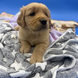 Darkest golden boy - Dark golden male Golden Retriever puppy in Spanaway, Washington from 11 Oaks Kennels